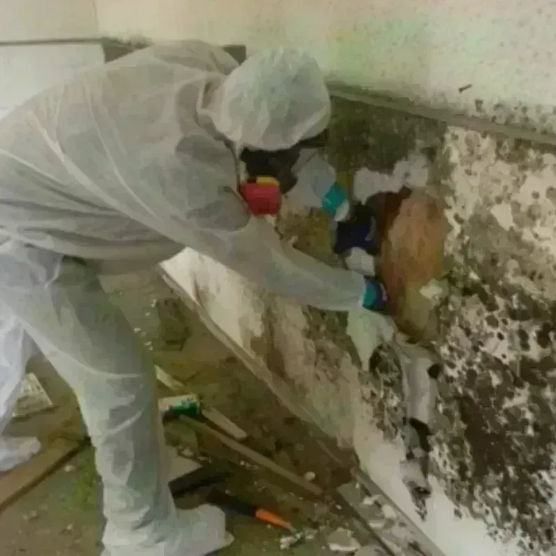 Mold Remediation and Removal in Phoenixville, PA